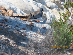 Oena capensis capensis