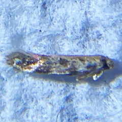 Aristotelia roseosuffusella