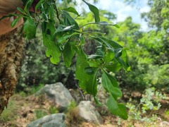 Heteropyxis natalensis