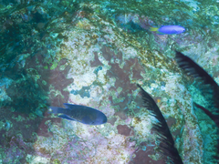 Chrysiptera notialis