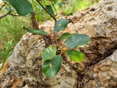 Ficus burkei