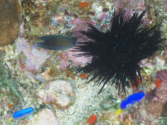 Chrysiptera notialis