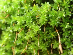 Syntrichia montana