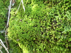 Syntrichia montana