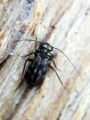 Elipsocidae