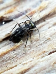 Elipsocidae