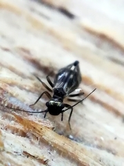 Elipsocidae