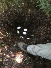 Aepypodius arfakianus