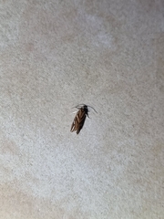 Meyrickella torquesauria