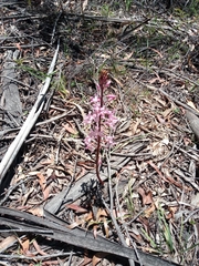 Dipodium roseum