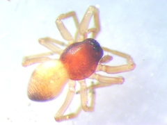 Trachelas minor