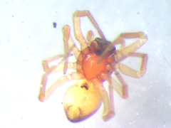Trachelas minor
