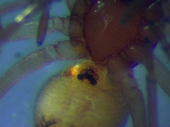 Trachelas minor
