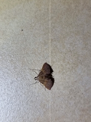 Endotricha mesenterialis