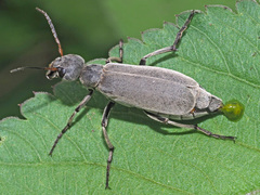 Epicauta velata