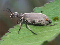 Epicauta velata