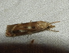 Occidentalia comptulatalis