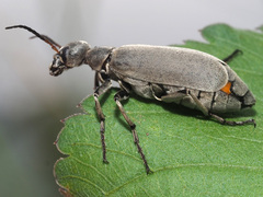 Epicauta velata