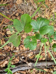 Rhoicissus tridentata