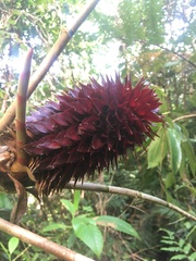 Costaceae