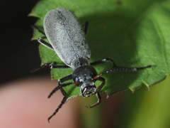 Epicauta velata