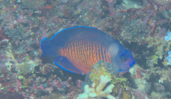 Centropyge bispinosa