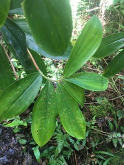 Costaceae