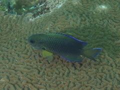 Pomacentrus coelestis