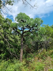 Cussonia paniculata sinuata