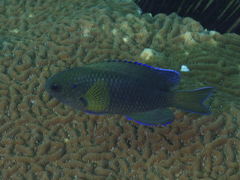 Pomacentrus coelestis