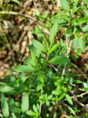 Volkameria glabra