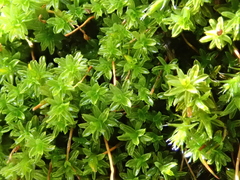 Syntrichia montana