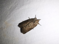 Nycteola