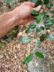 Olea capensis enervis