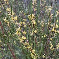 Hakea lissosperma