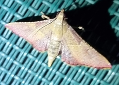 Endotricha mesenterialis