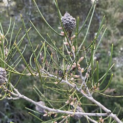 Hakea lissosperma