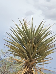 Yucca treculiana