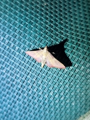 Endotricha mesenterialis