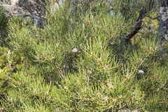 Hakea lissosperma