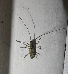 Macrochenus tigrinus