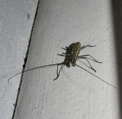 Macrochenus tigrinus