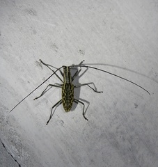 Macrochenus tigrinus