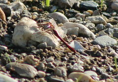 Sympetrum meridionale