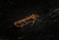 Erythrobapta haemalea