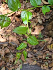 Ziziphus mucronata
