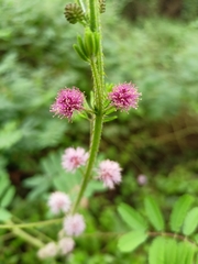Mimosa diplotricha