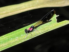 Heliocypha fenestrata