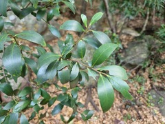 Pterocelastrus echinatus