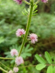 Mimosa diplotricha